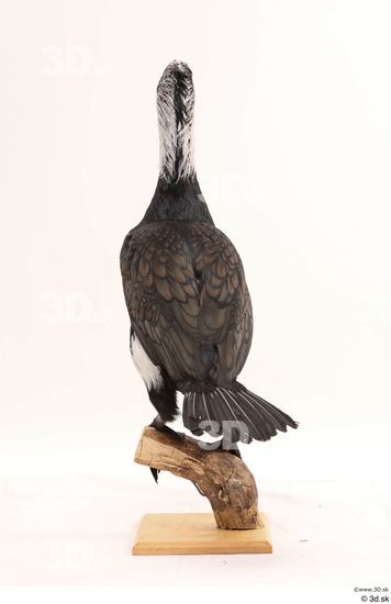 Whole Body Bird Animal photo references