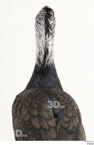 Head Bird Animal photo references