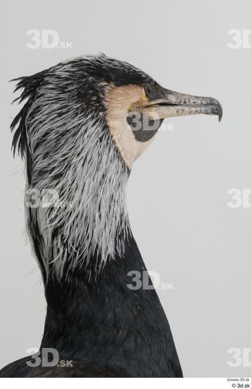 Head Bird Animal photo references