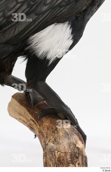 Leg Bird Animal photo references