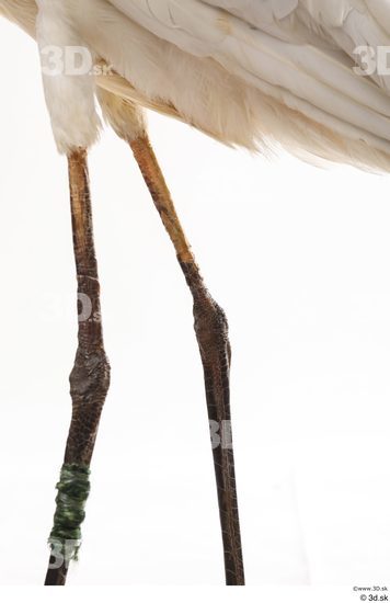 Leg Animal photo references