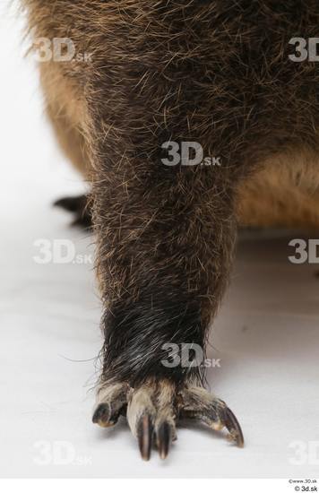 Leg Animal photo references