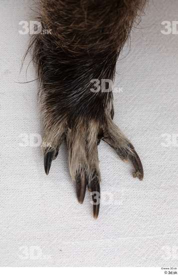 Foot Animal photo references