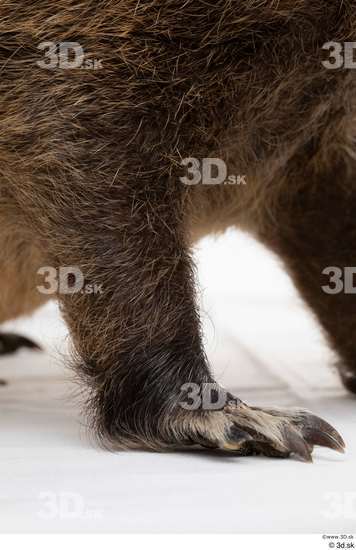 Leg Animal photo references