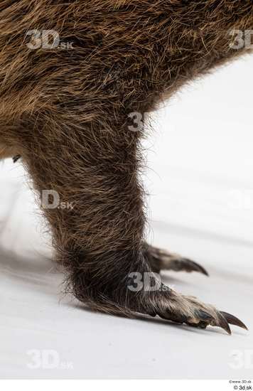 Leg Animal photo references