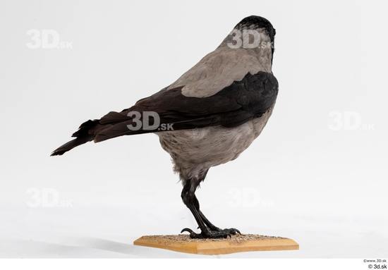 Whole Body Bird Animal photo references