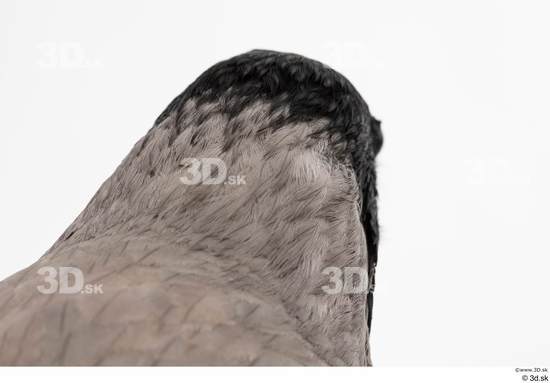 Head Bird Animal photo references