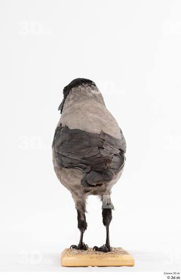 Whole Body Bird Animal photo references