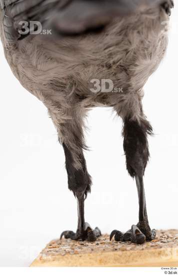 Leg Bird Animal photo references