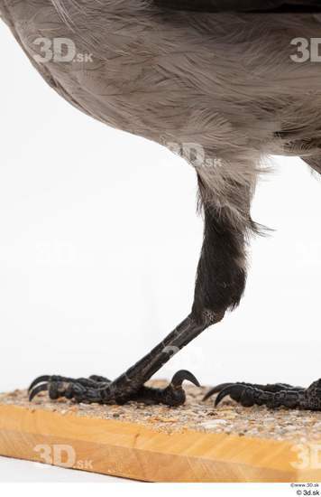 Leg Bird Animal photo references