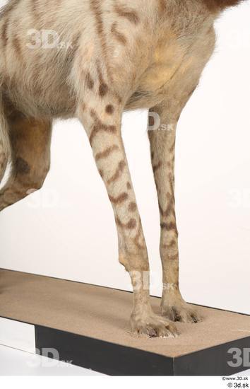 Leg Animal photo references