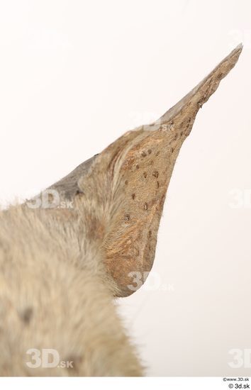 Ear Animal photo references