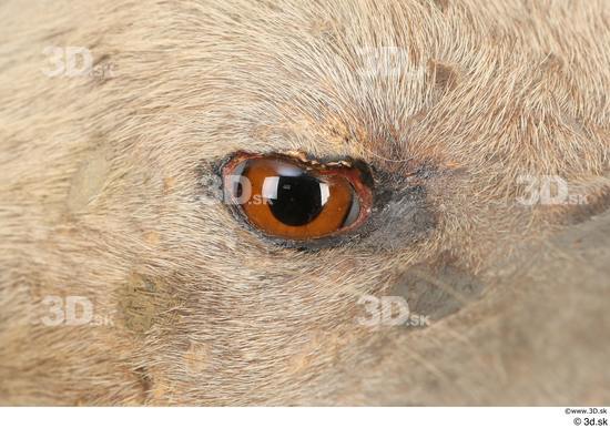 Eye Animal photo references