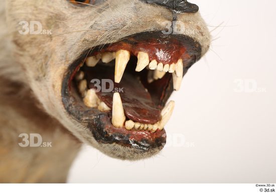 Mouth Teeth Animal photo references