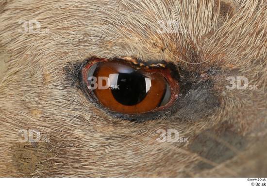 Eye Animal photo references