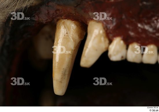 Teeth Animal photo references