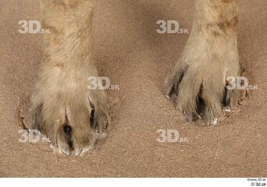 Foot Animal photo references