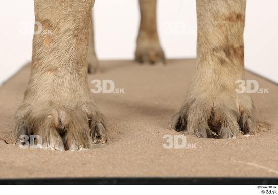 Foot Animal photo references