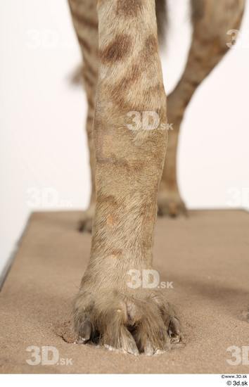 Leg Animal photo references