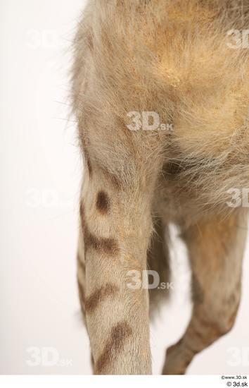 Leg Animal photo references