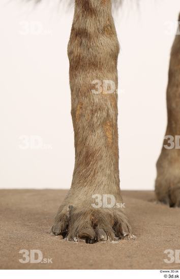 Leg Animal photo references