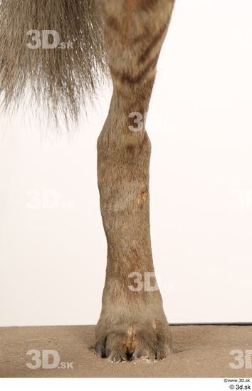 Leg Animal photo references