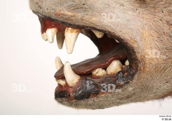 Mouth Teeth Animal photo references