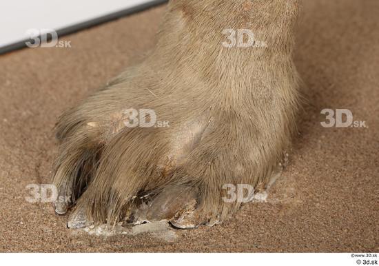 Foot Animal photo references