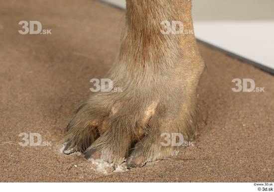 Foot Animal photo references