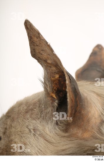 Ear Animal photo references