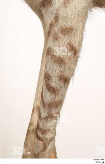 Leg Animal photo references