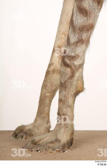 Leg Animal photo references