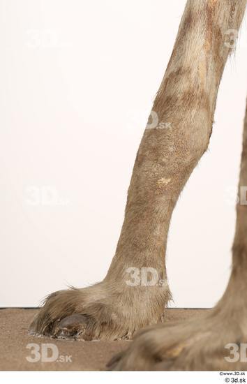 Leg Animal photo references