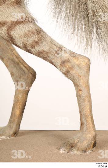 Leg Animal photo references