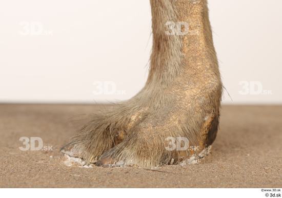 Foot Animal photo references