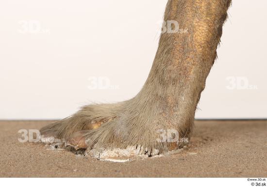 Foot Animal photo references