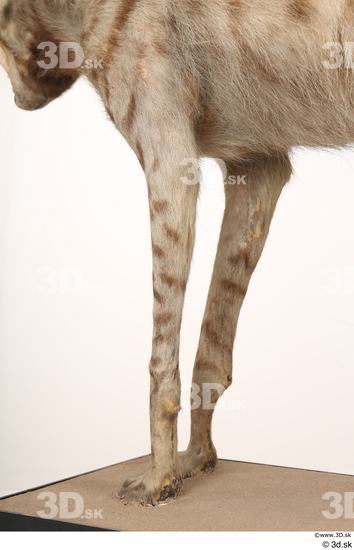 Leg Animal photo references