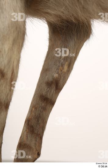 Leg Animal photo references