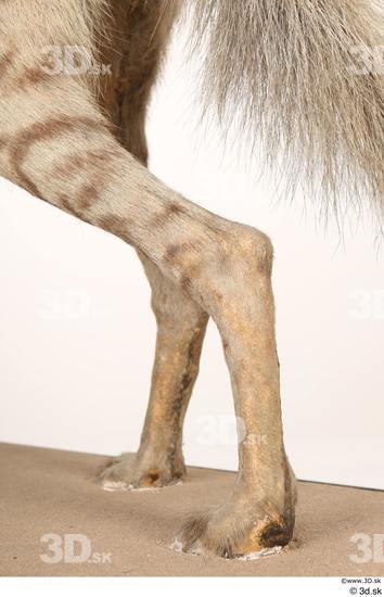 Leg Animal photo references