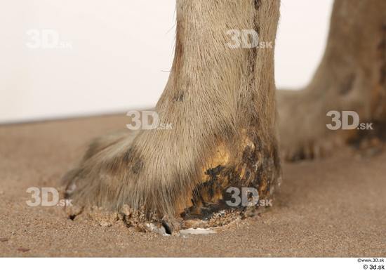 Foot Animal photo references