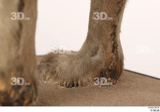 Foot Animal photo references