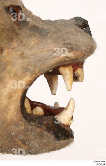 Mouth Teeth Animal photo references