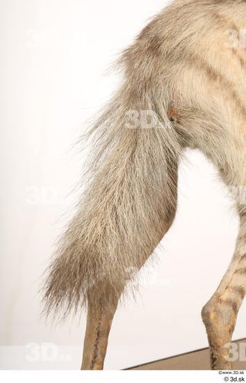 Tail Animal photo references