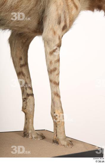 Leg Animal photo references