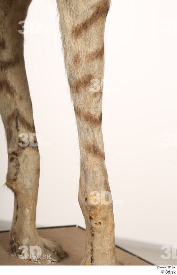 Leg Animal photo references