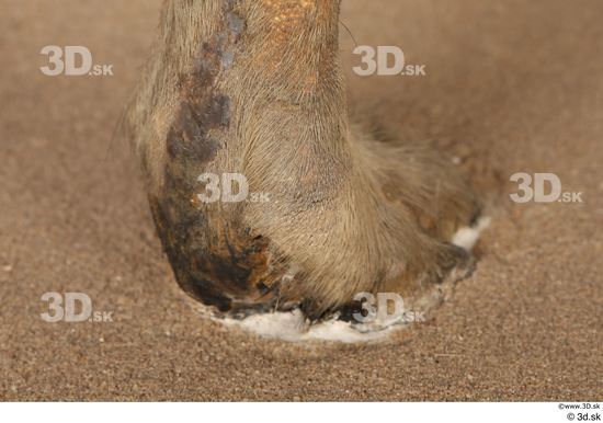 Foot Animal photo references