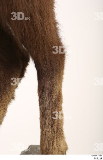 Leg Animal photo references