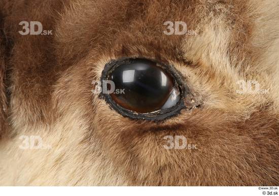 Eye Animal photo references