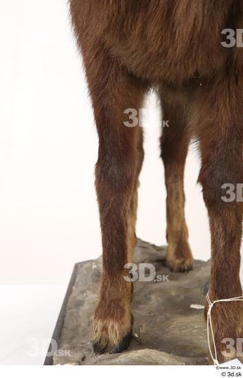 Leg Animal photo references