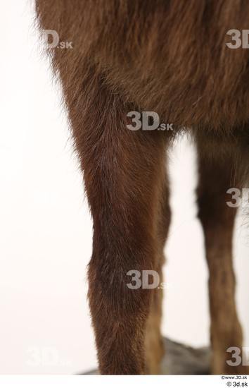 Leg Animal photo references